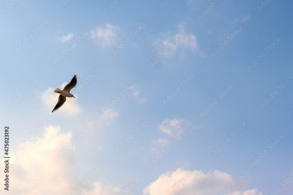 青空を飛ぶ一羽のカモメ