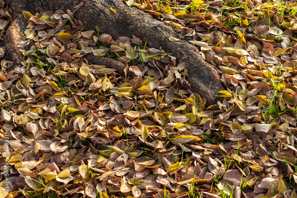 Naklejka premium 木の根元を覆うたくさんの落ち葉