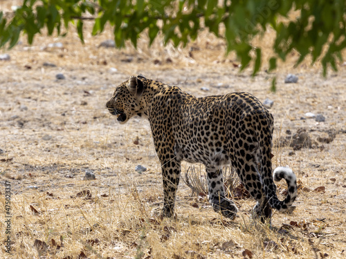 Ein laufender Leopard in der Seitenansicht im Etosha Nationalpark photo