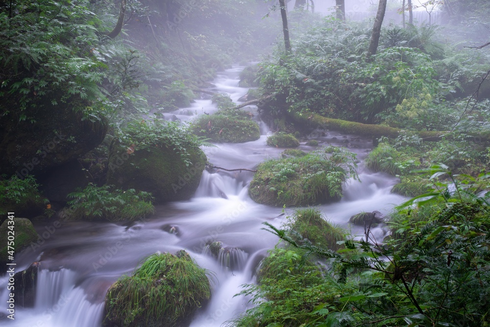 Obraz premium 木谷沢渓流2021