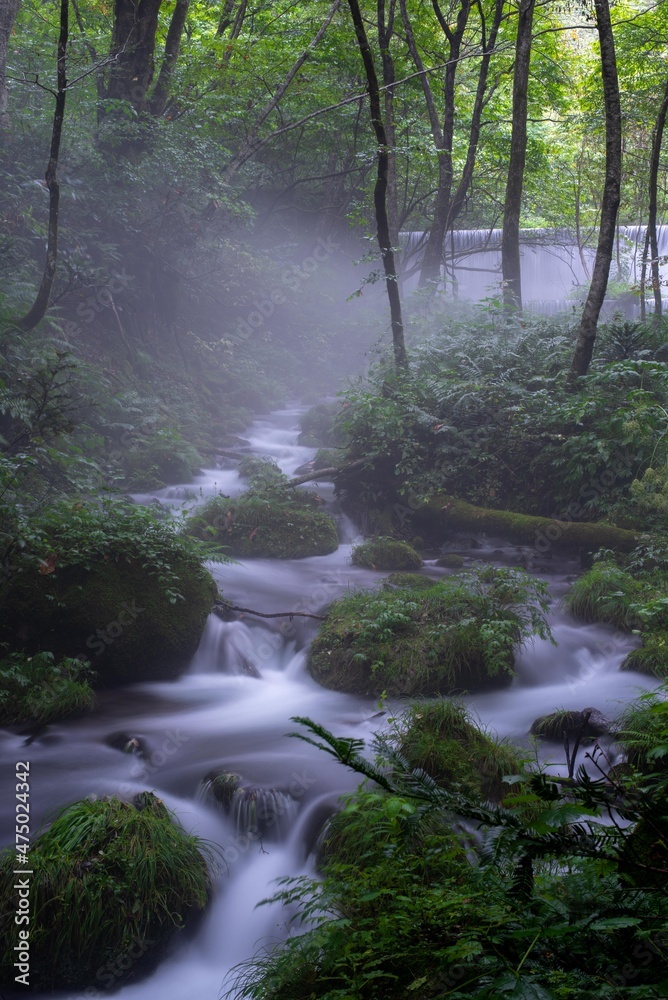 Obraz premium 木谷沢渓流2021