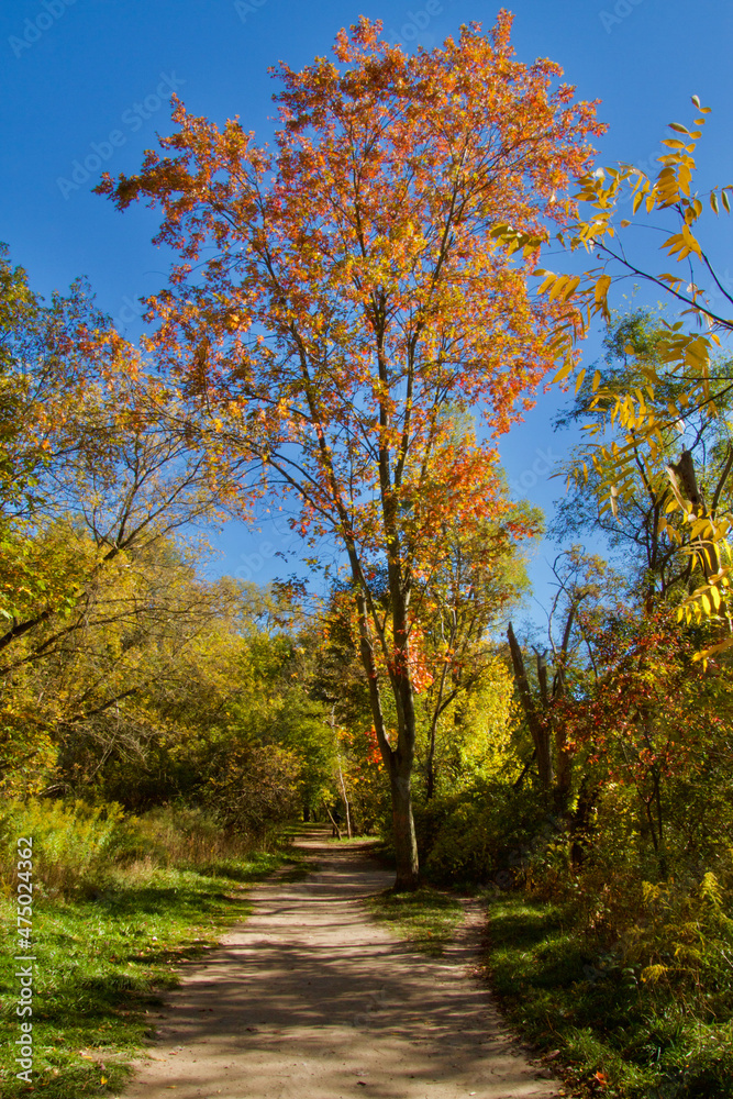 Spectacular Autumn Foliage in Toronto Ravine
