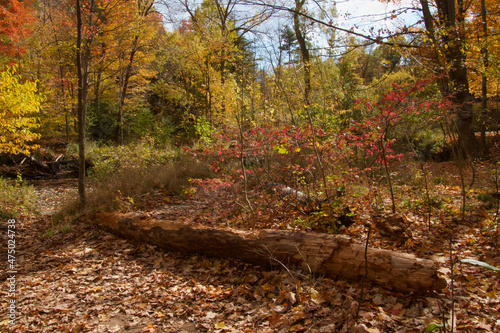 Spectacular Autumn Foliage in Toronto Ravine