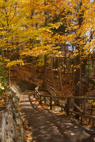 Spectacular Autumn Foliage in Toronto Ravine