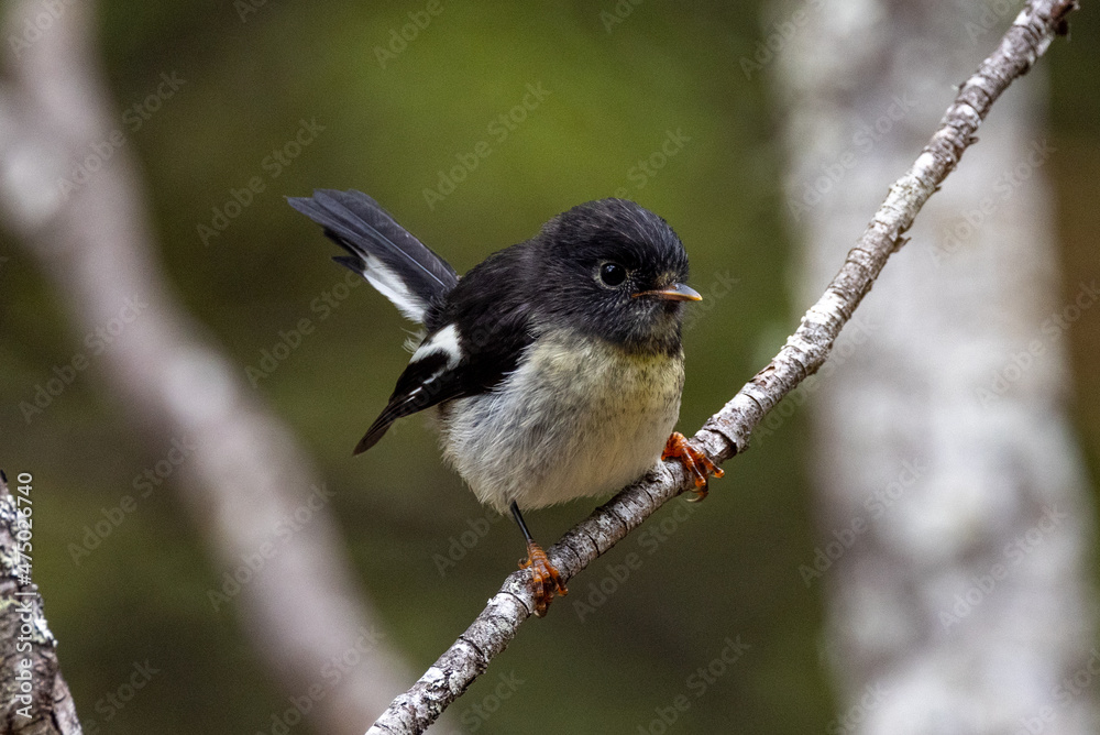Fototapeta premium South Island Tomtit Endemic to New Zealand