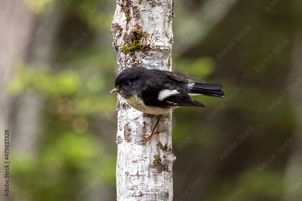 South Island Tomtit Endemic to New Zealand
