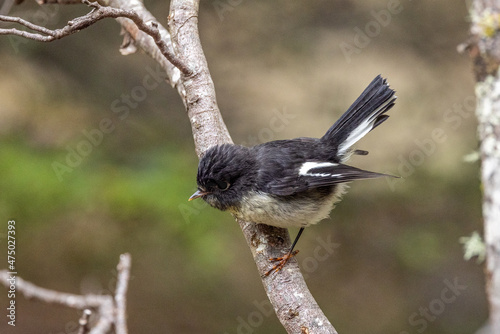 Tableau sur toile South Island Tomtit Endemic to New Zealand