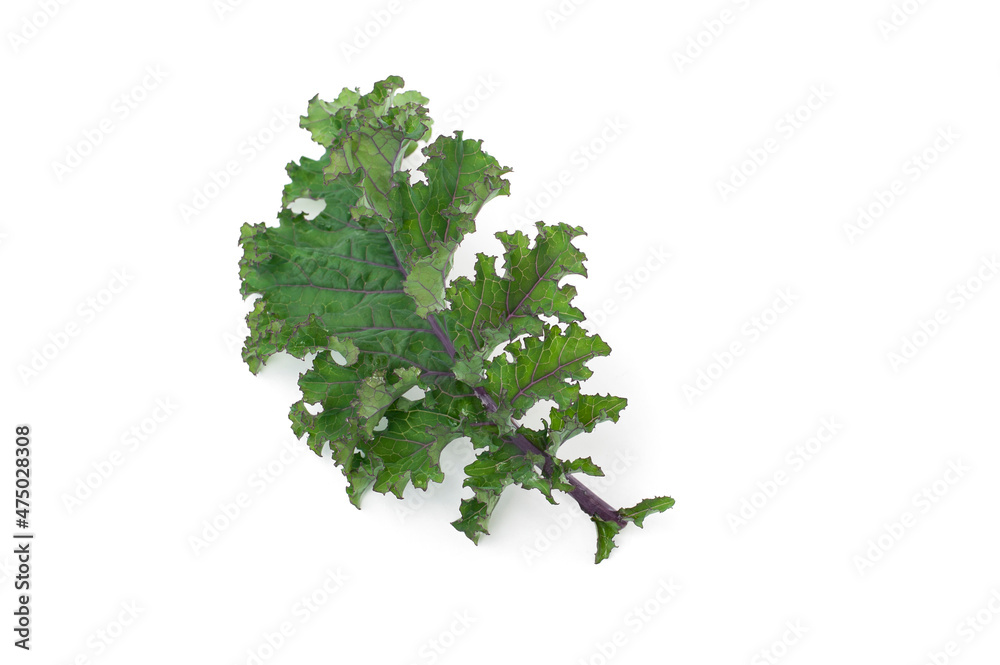 Fototapeta premium Close up kale leaves isolated on white background.