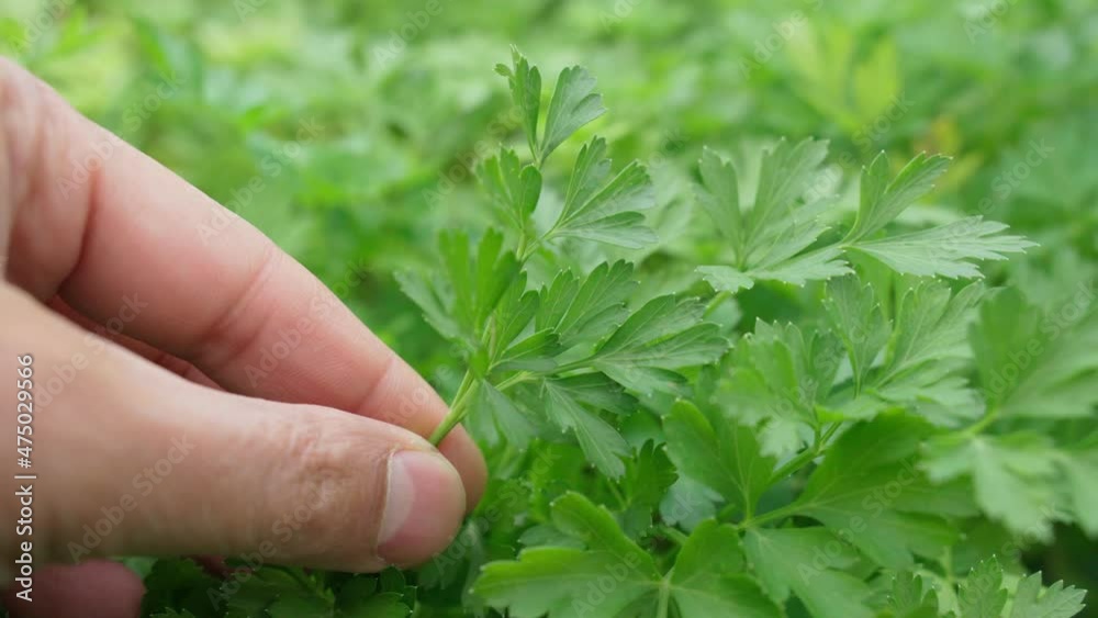 Green parsley. growing herbs, parsley leaves. Soft focus Harvesting concept. Green parsley. growing herbs, parsley leaves. Soft focus Harvesting concept.