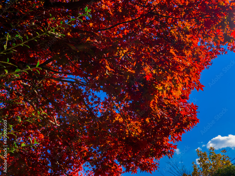 Autumn leaves and blue sky (Hakone, Kanagawa, Japan) Autumn leaves and blue sky (Hakone, Kanagawa, Japan)