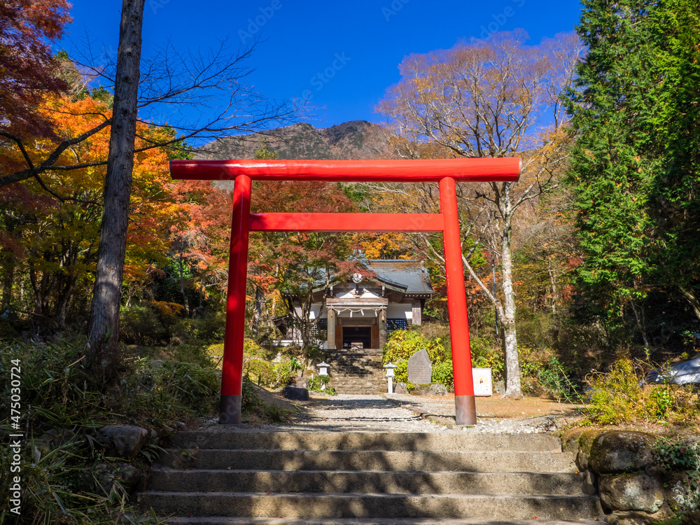 Autumn leaves in a shrine (Kintoki shrine, Hakone, Kanagawa, Japan) Autumn leaves in a shrine (Kintoki shrine, Hakone, Kanagawa, Japan)
