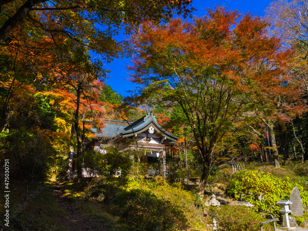 Autumn leaves in a shrine (Kintoki shrine, Hakone, Kanagawa, Japan) Autumn leaves in a shrine (Kintoki shrine, Hakone, Kanagawa, Japan)