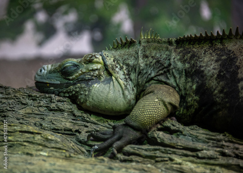 iguana on a tree