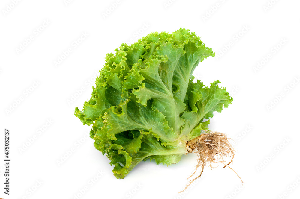 Close up lactuca sativa leaves isolated on white background. Close up lactuca sativa leaves isolated on white background.