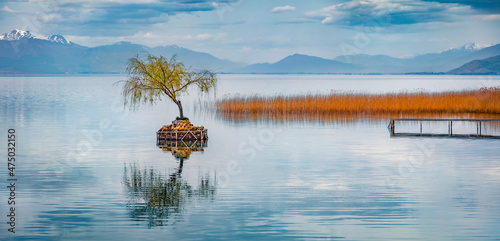 Panorama of lonely willow tree among the water of Ohrid lake. Gloomy morning scene of North Macedonia, Europe. Beauty of nature concept background.