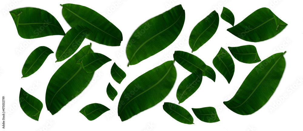 Green banana leaf arranged separately isolated on a white background. Natural beauty  tropical leaves. copy space  for your text