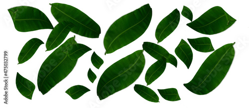 Green banana leaf arranged separately isolated on a white background. Natural beauty  tropical leaves. copy space  for your text