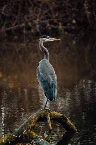 Blue heron standing on a log in the water, located in Chilliwack BC Canada near Vancouver, Abbotsford and Hope.	