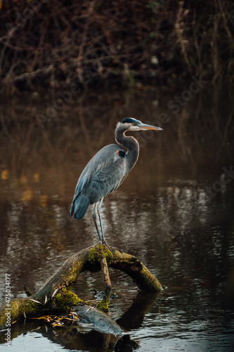 Blue heron standing on a log in the water, located in Chilliwack BC Canada near Vancouver, Abbotsford and Hope.  © Tamara