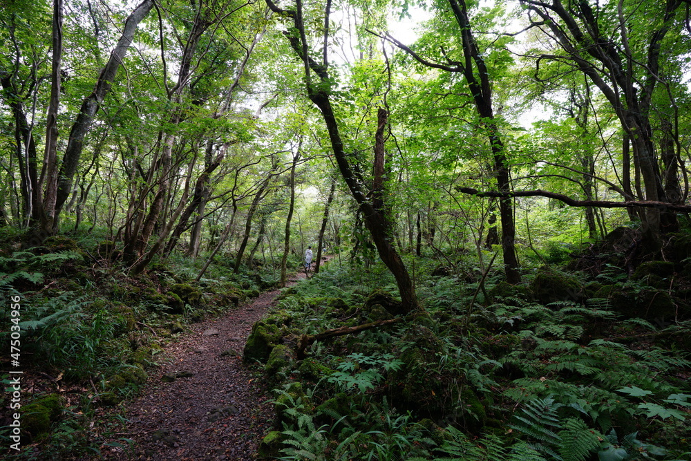 a fascinating footpath through autumn forest a fascinating footpath through autumn forest