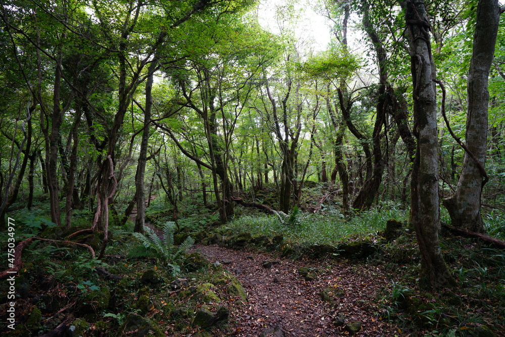 Fototapeta premium a fascinating footpath through autumn forest