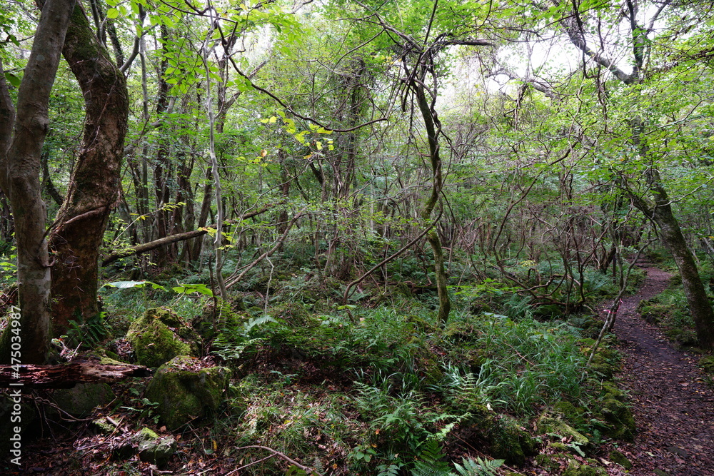 a fascinating footpath through autumn forest a fascinating footpath through autumn forest