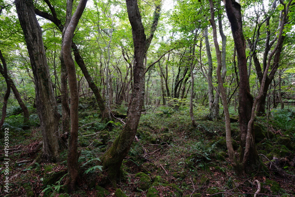 a dense forest with old trees and vines a dense forest with old trees and vines