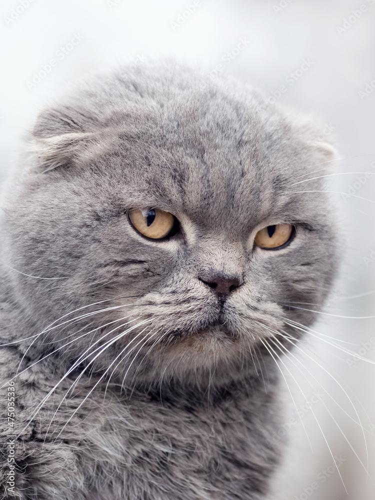 Portrait of Scottish Fold gray cat close up on blurred background