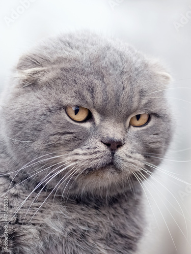 Portrait of Scottish Fold gray cat close up on blurred background