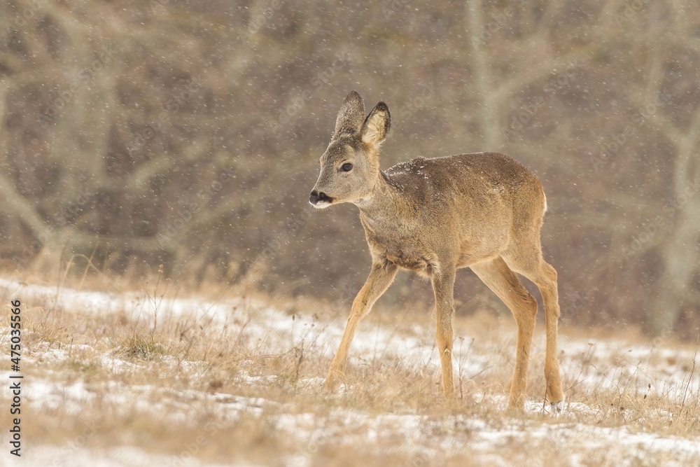 Juvenile roe deer, capreolus capreolus, walking on field in snowing nature. Immature female mammal moving on snowy grass. Little brown animal marching on glade. Juvenile roe deer, capreolus capreolus, walking on field in snowing nature. Immature female mammal moving on snowy grass. Little brown animal marching on glade.