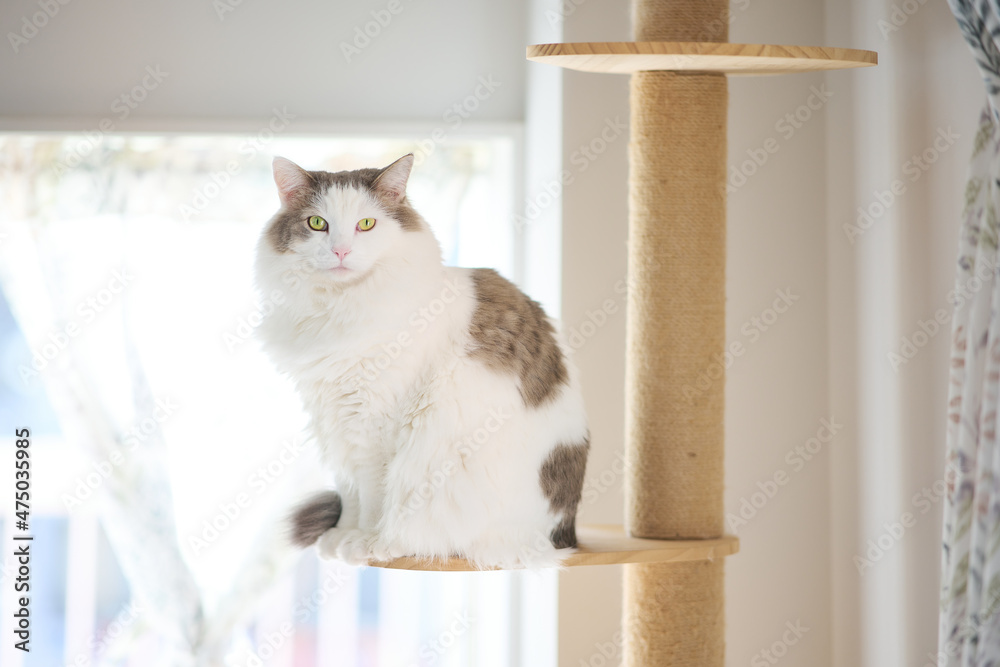 家のキャットタワーの上に座っている白猫 Stock Photo Adobe Stock