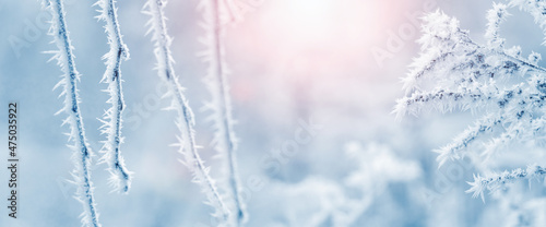 Winter Christmas and New Year background with frost-covered branches tree in the fog at sunrise on blurred background