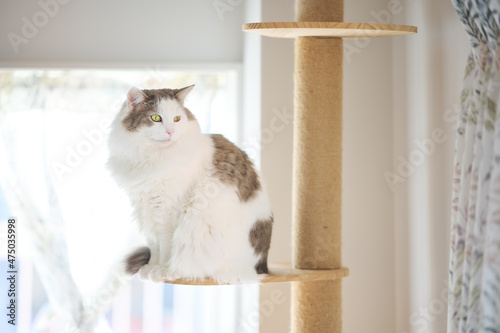 家のキャットタワーの上に座っている白猫