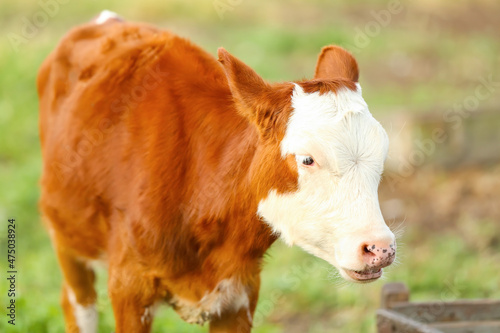 Funny calf at farm, closeup © Pixel-Shot