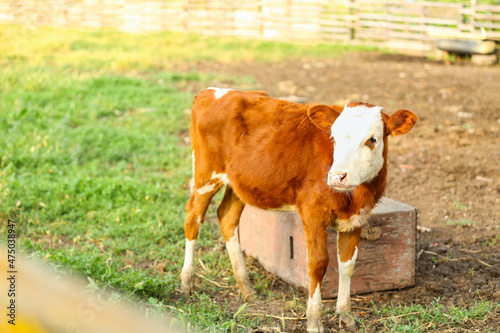 Funny little calf grazing on farmyard