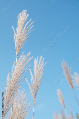 Sliver grass, a signature plant of Autumn, which is soft and you may see the trail of wind on it