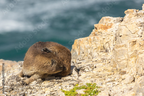 Dassie sitting on a rock while scratching itself, seen in Hermanus, Western Cape, South Africa
