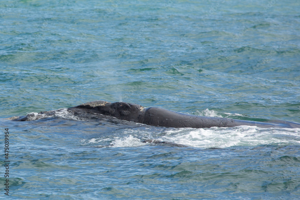 breathing Southern Right Whale in the Walker Bay (Indian Ocean) near Hermanus in South Africa breathing Southern Right Whale in the Walker Bay (Indian Ocean) near Hermanus in South Africa