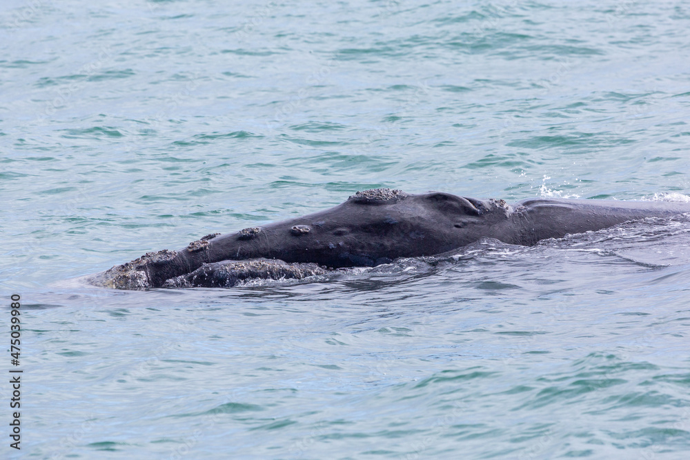 Fototapeta premium Whale (Southern Right Whale) in the Walker Bay near Hermanus in the Western Cape of South Africa