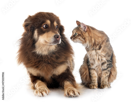 Finnish Lapphund and cat