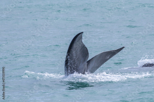 Caudal fin of a southern right whale in the Walker Bay near Hermanus in the Western Cape of South Africa