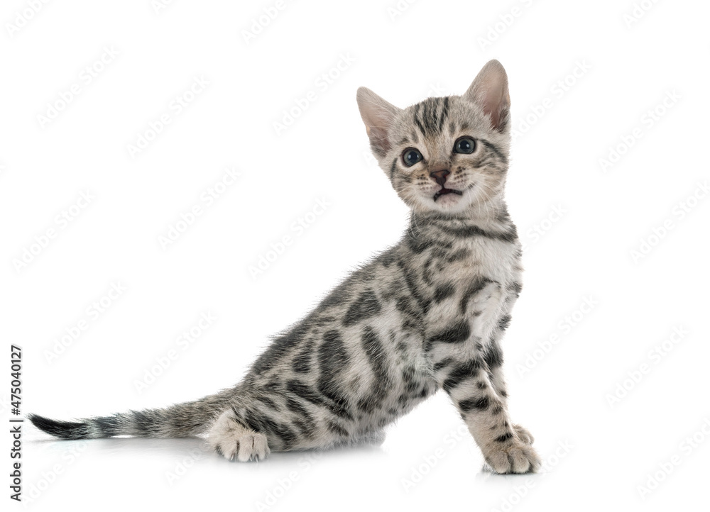 bengal kitten in studio bengal kitten in studio