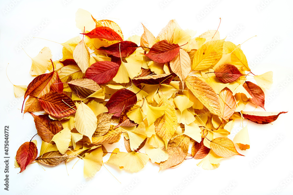 桜の葉の紅葉 桜の葉の紅葉