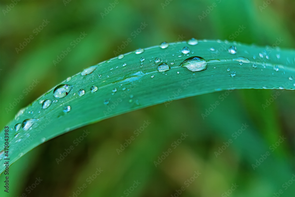 Macro closeup of Beautiful fresh green grass with drop of water in morning sun nature background. Macro closeup of Beautiful fresh green grass with drop of water in morning sun nature background.