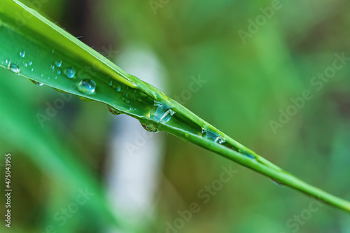 Macro closeup of Beautiful fresh green grass with drop of water in morning sun nature background.