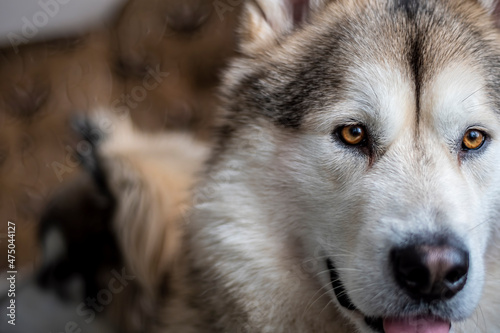 Bright brown eyes of a dog closeup. Smart look, white and gray fur, adorable Northern breed pet in the indoors. Selective focus on the details, blurred background.