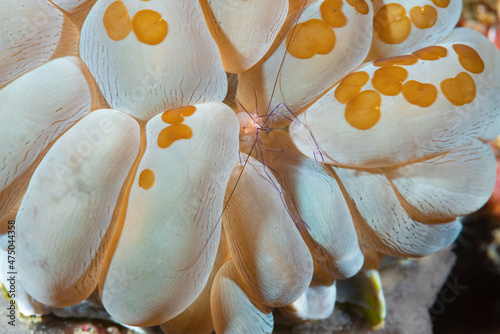 gamberetto commensale, Vir philippinensis, su corallo a bolle	 photo