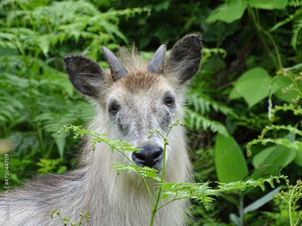Fototapeta premium 森に潜むニホンカモシカ