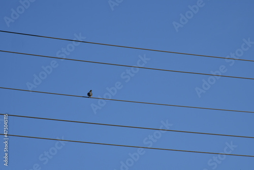 Very small pigeon on the electric wire.