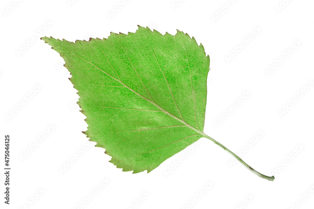 Fototapeta premium Birch leaf isolated